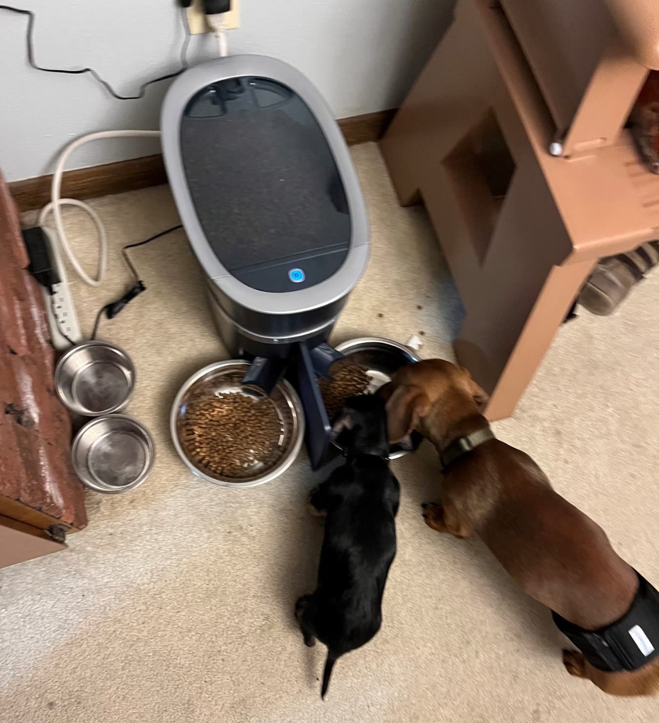 PetSafe Smart Feed Automatic Pet Feeder, 6L/24 Cup, Programmable customer photo 1