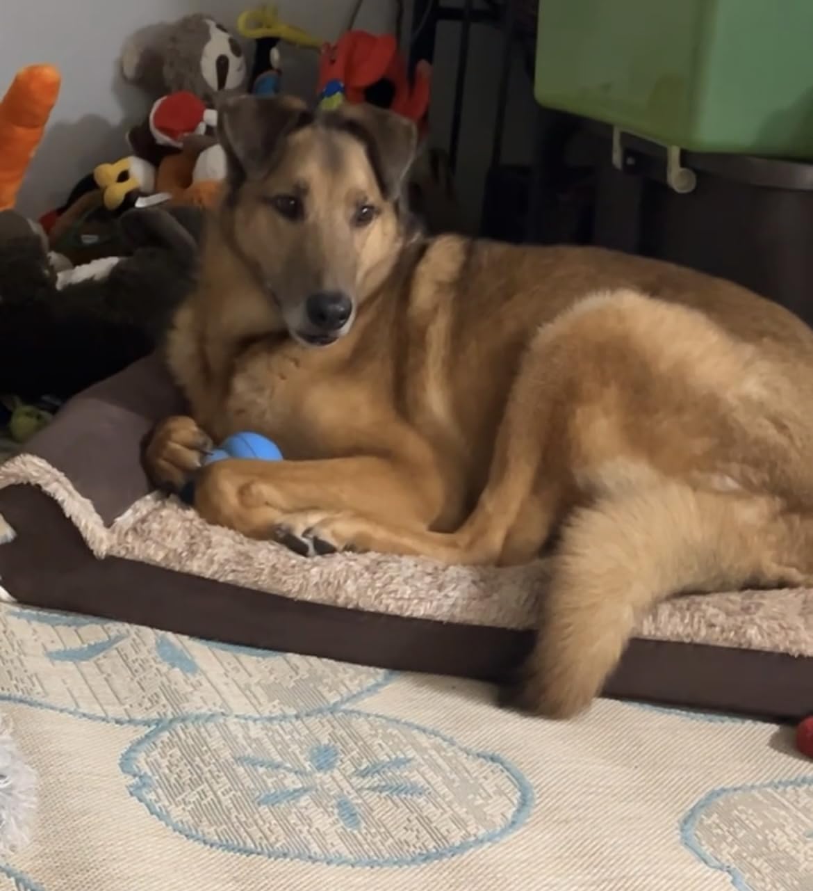 FurHaven Orthopedic Dog Bed for Large Dogs, L-Shaped Chaise Contour Mattress with Solid Orthopedic Foam Slab for Joint Support, Removable Washable Cover, Jumbo Plus XXL, Faux Fur & Suede, Espresso customer photo 2