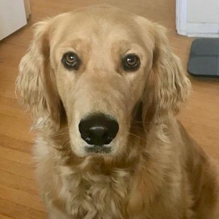 Chicken Soup for the Soul Natural Premium Adult Dry Dog Food, Real Meat First Ingredient, No By-Products, Supports Gut & Immune Health, Chicken, Brown Rice & Turkey 13.5lb customer photo 1