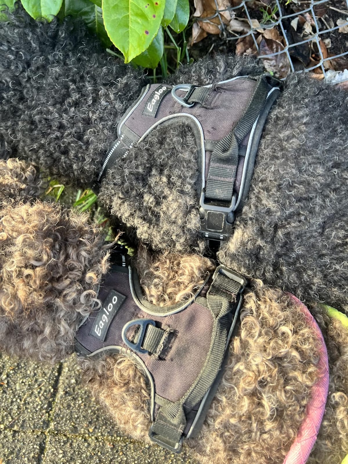 Eagloo Dog Harness for Large Dogs, No Pull Pet Vest with 2 Leash Clips customer photo 2
