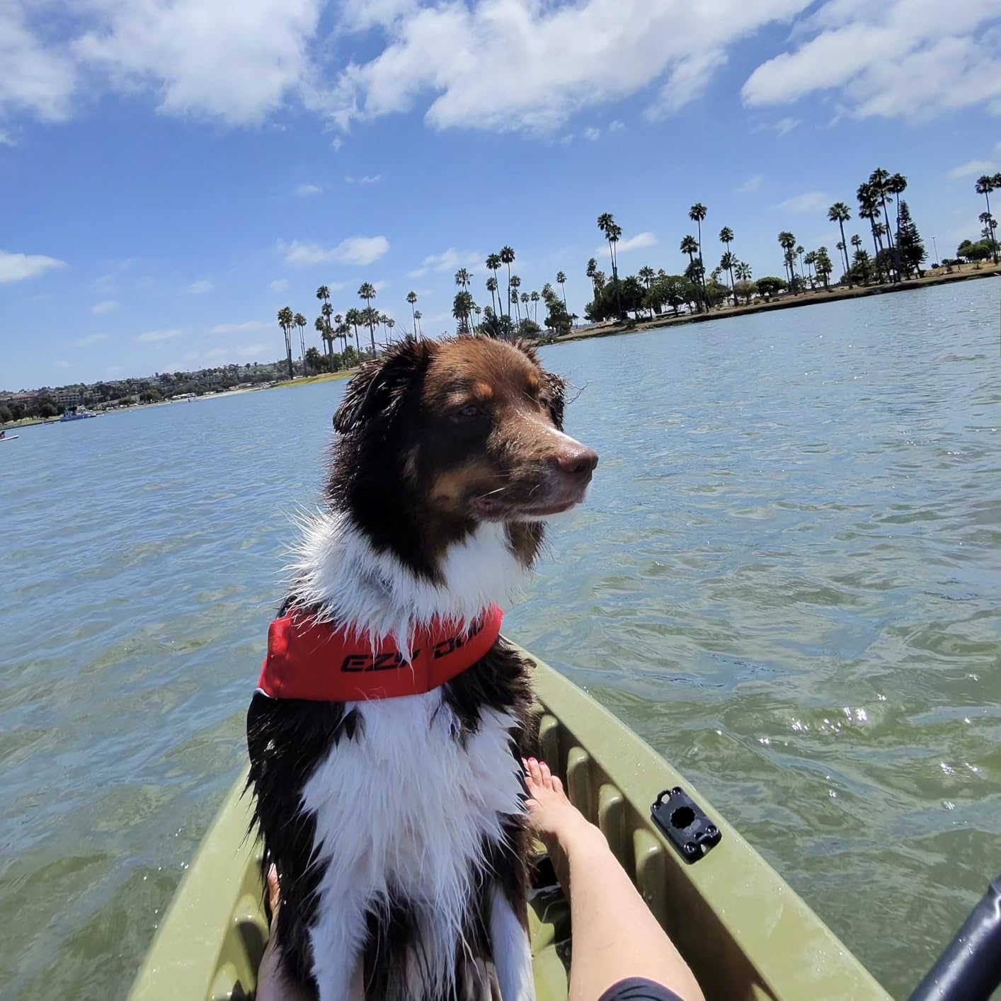 EzyDog DFD X2 Dog Life Jacket, Grab Handle, Reflective Trim - Small, Red customer photo 2