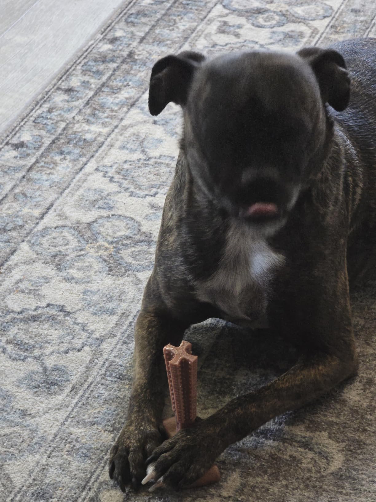 SPOT Bam-Bones Plus T Bone – Bamboo Fiber & Nylon Dog Chew Toy for Moderate to Aggressive Chewers, Durable Long Lasting & Non-Splintering, Beef Flavor Toy for Adult Dogs & Puppies Under 60 lbs, 6 in customer photo 1