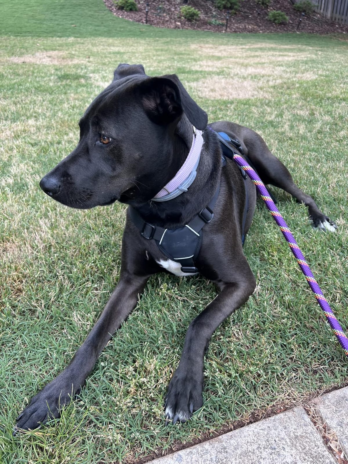 rabbitgoo Escape Proof Dog Harness for X-Large, No Pull with Lift Handle customer photo 1