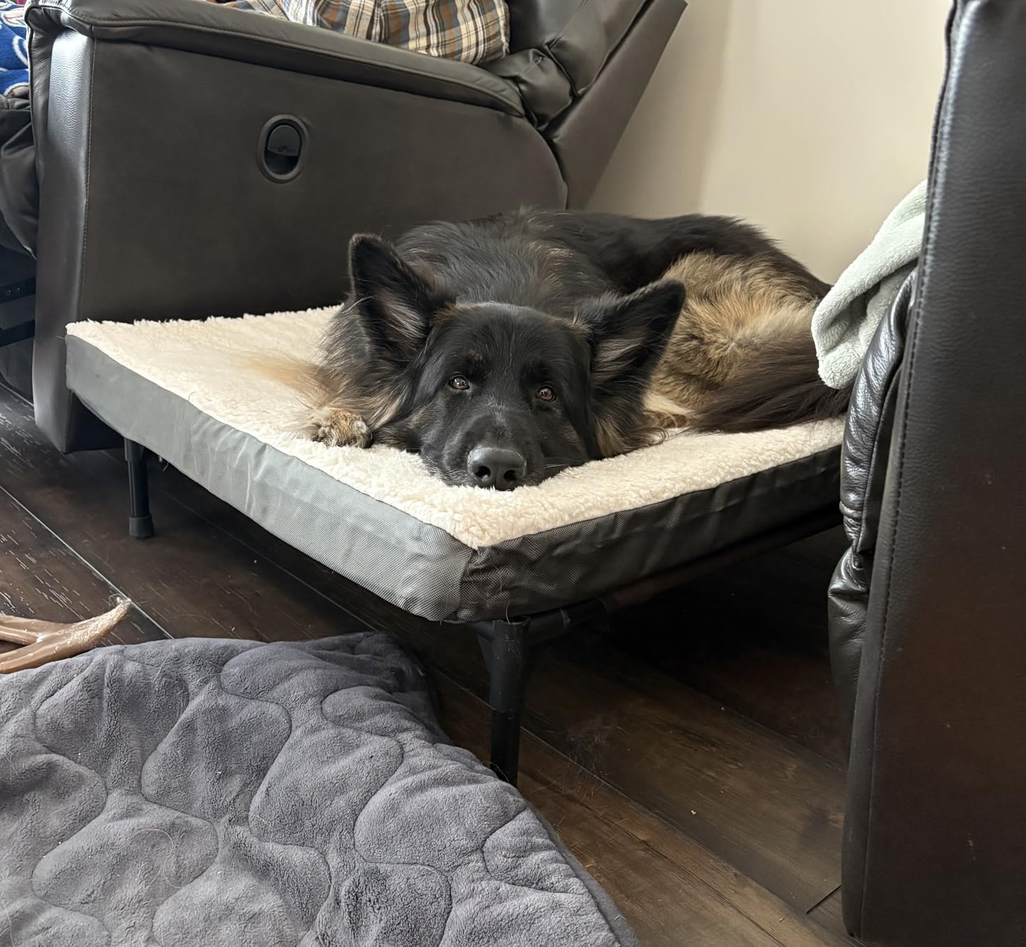 Bedsure XL Dog Bed, Extra Large Pet Bed with Comfy Sherpa,44x32in Grey customer photo 2