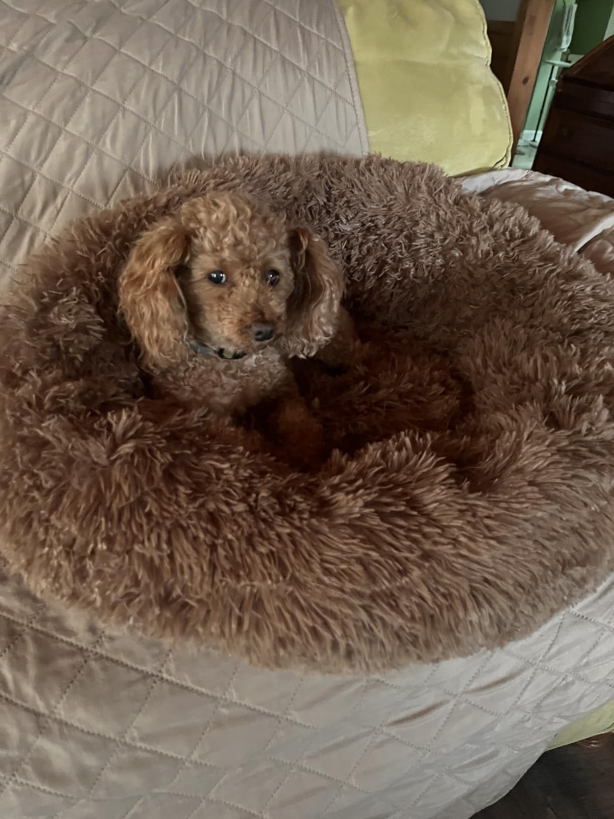 MIXJOY Orthopedic Dog Bed Comfortable Donut Cuddler Round Pet Beds Ultra Soft Washable Dog and Cat Cushion Bed (20''/23''/30'') (30'', Brown) customer photo 1