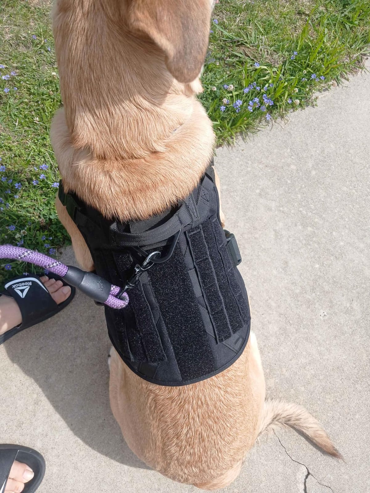 rabbitgoo Tactical Dog Harness for Large, Heavy Duty Military No Pull Vest customer photo 1