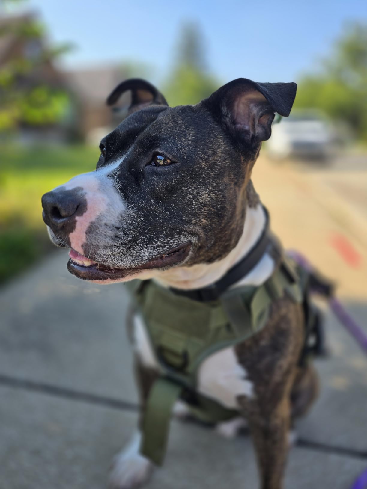 rabbitgoo Tactical Dog Harness for Large, Heavy Duty Military No Pull Vest customer photo 2