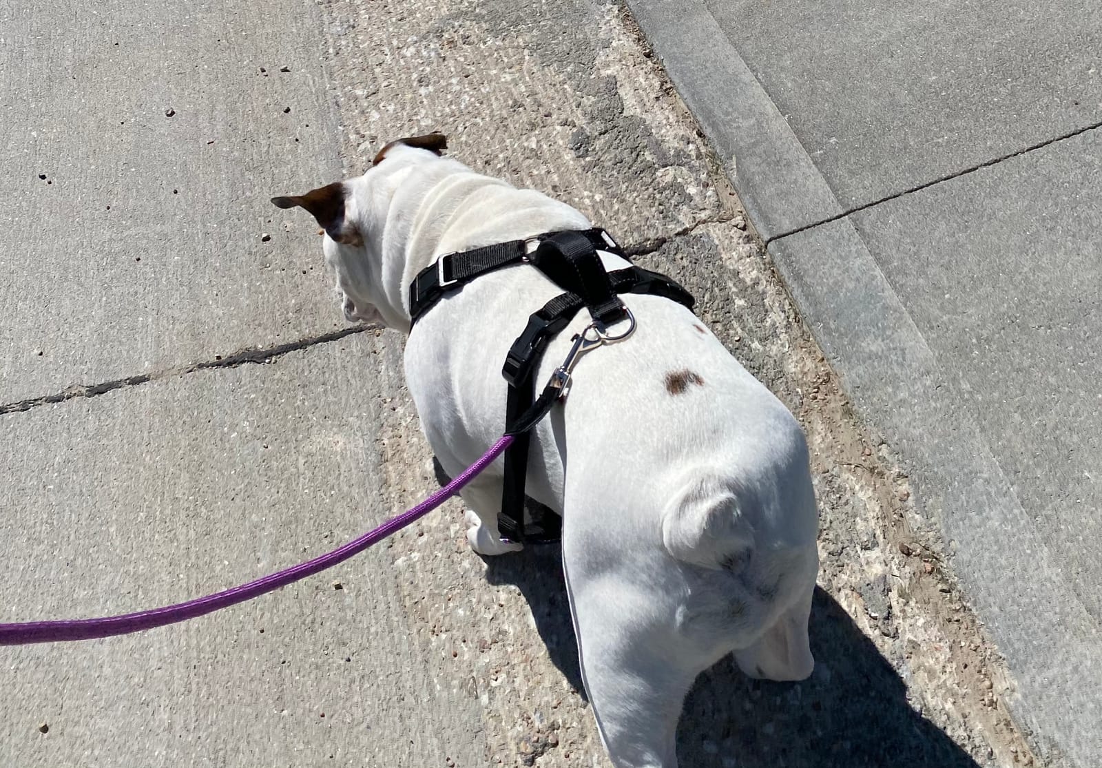 Custom Fit No-Choke Bulldog Harness (Brave Black Camo, Large) customer photo 1