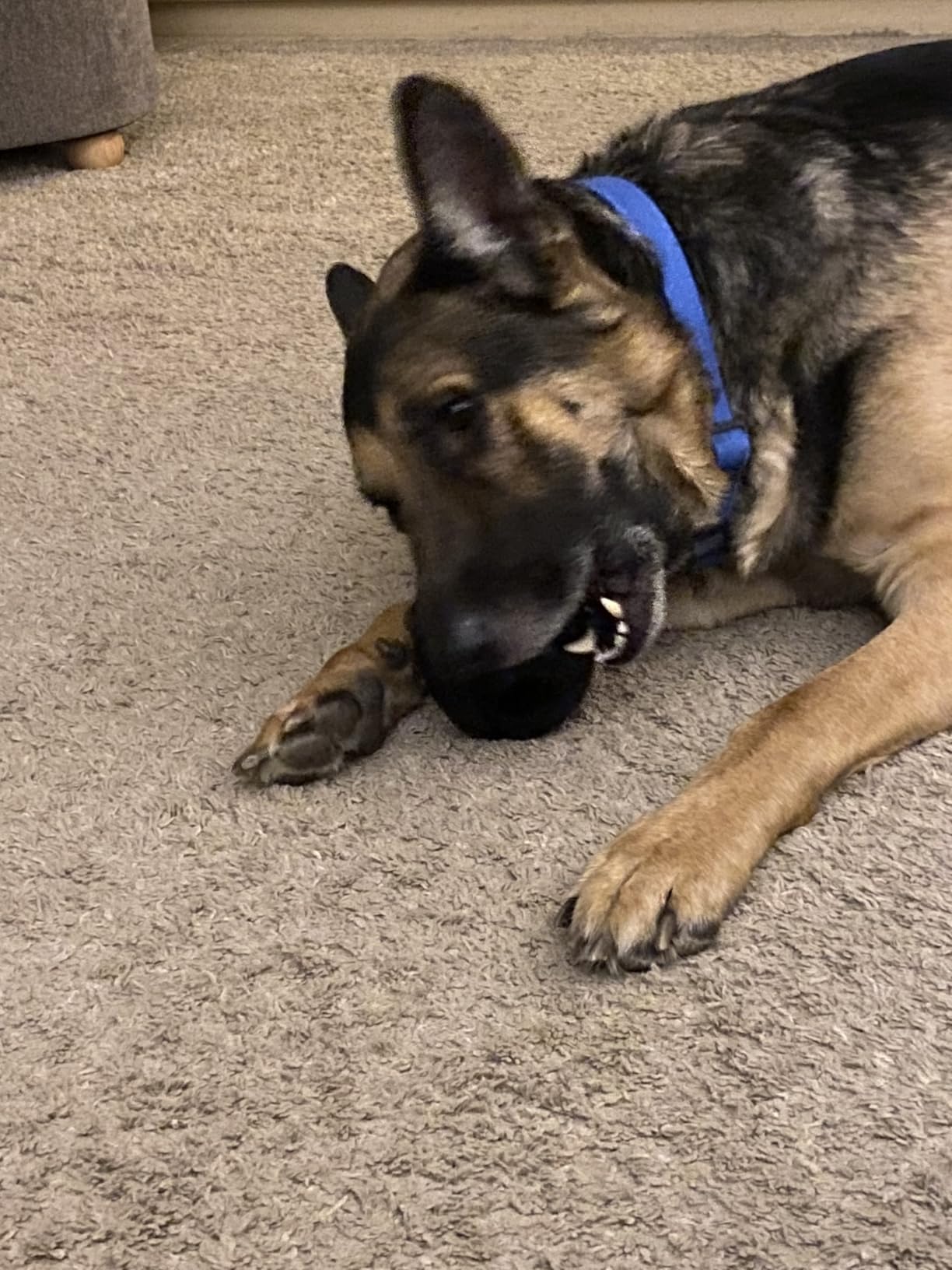 Monster K9 Ring Ball | Virtually Indestructible. Lifetime Guaranteed. | VULCRON™ Natural Rubber | Durable, Heavy Duty Dog Chew Toy for Aggressive Chewers | Medium & Large Breeds, 5.5” customer photo 2