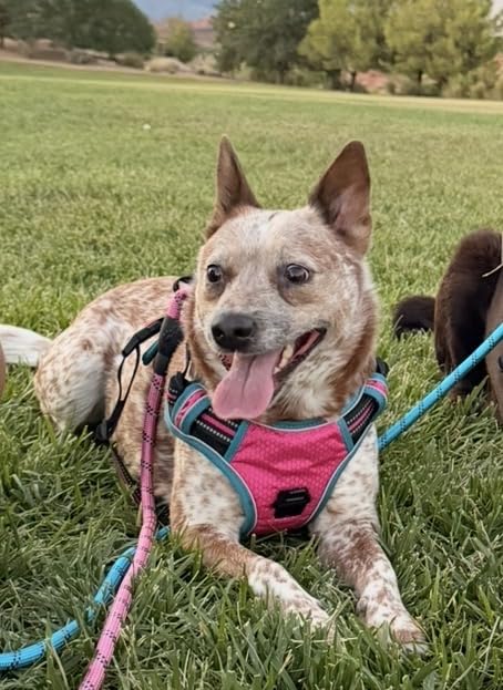 tobeDRI No Pull Dog Harness Adjustable Reflective Oxford Easy Control Medium Large Dog Harness with A Free Heavy Duty 5ft Dog Leash, Blue, L customer photo 1