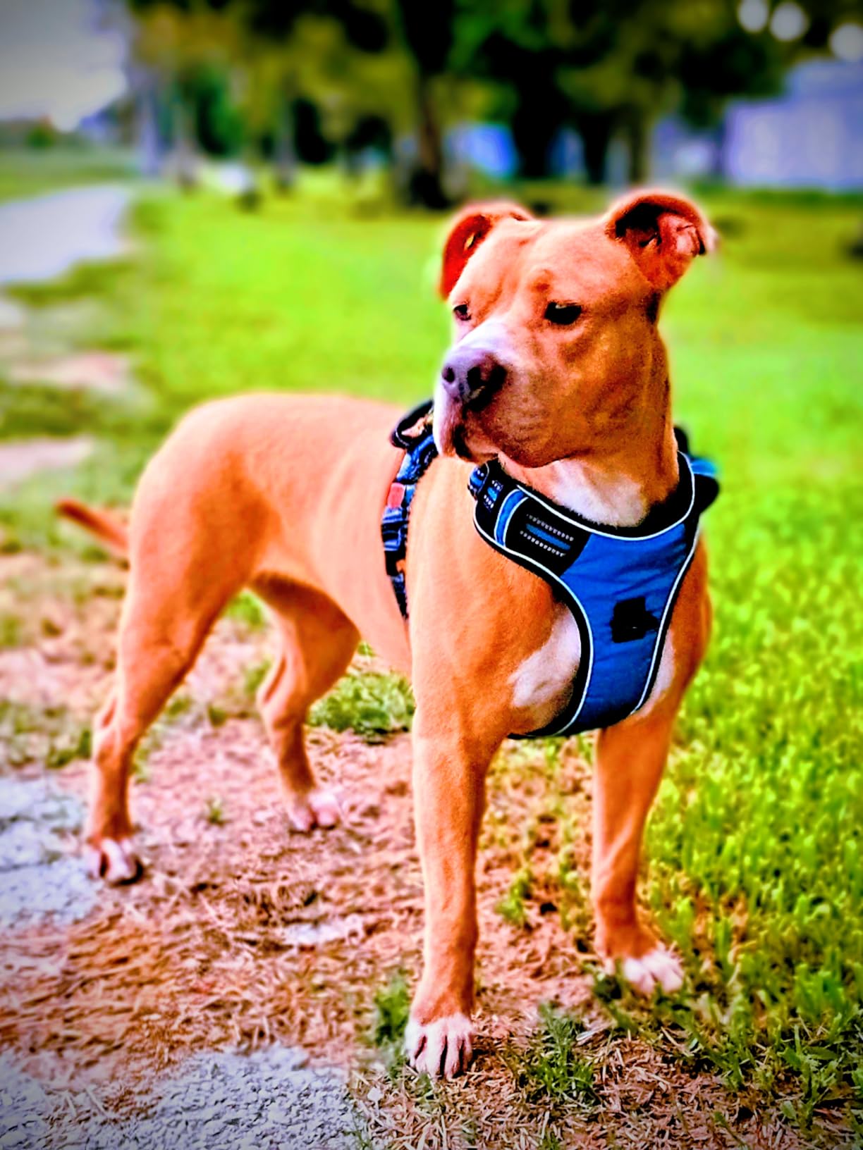 tobeDRI No Pull Dog Harness Adjustable Reflective Oxford Easy Control Medium Large Dog Harness with A Free Heavy Duty 5ft Dog Leash, Blue, L customer photo 2