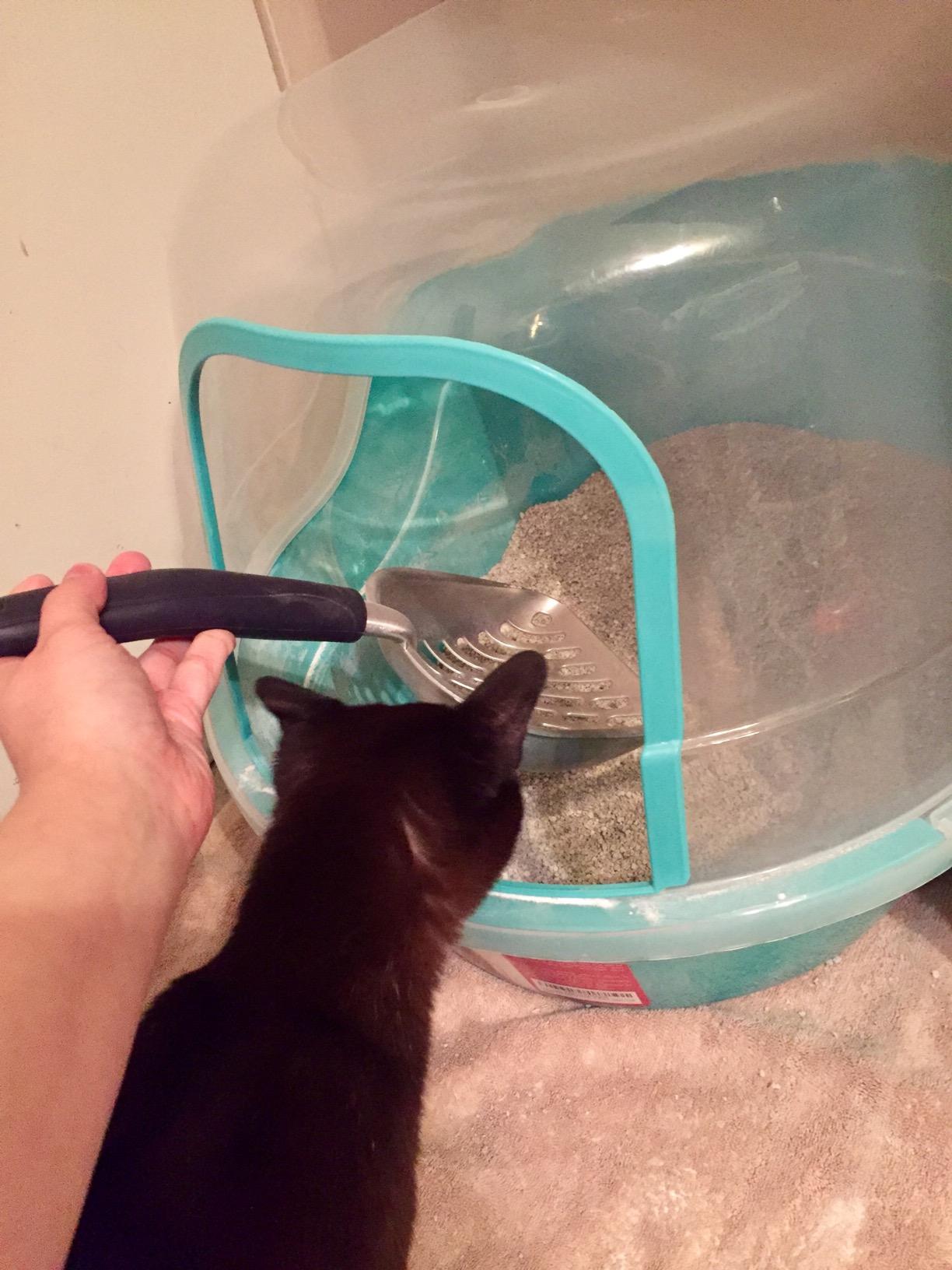 Petphabet Jumbo Hooded Cat Litter Box, Extra Large Gray customer photo 2