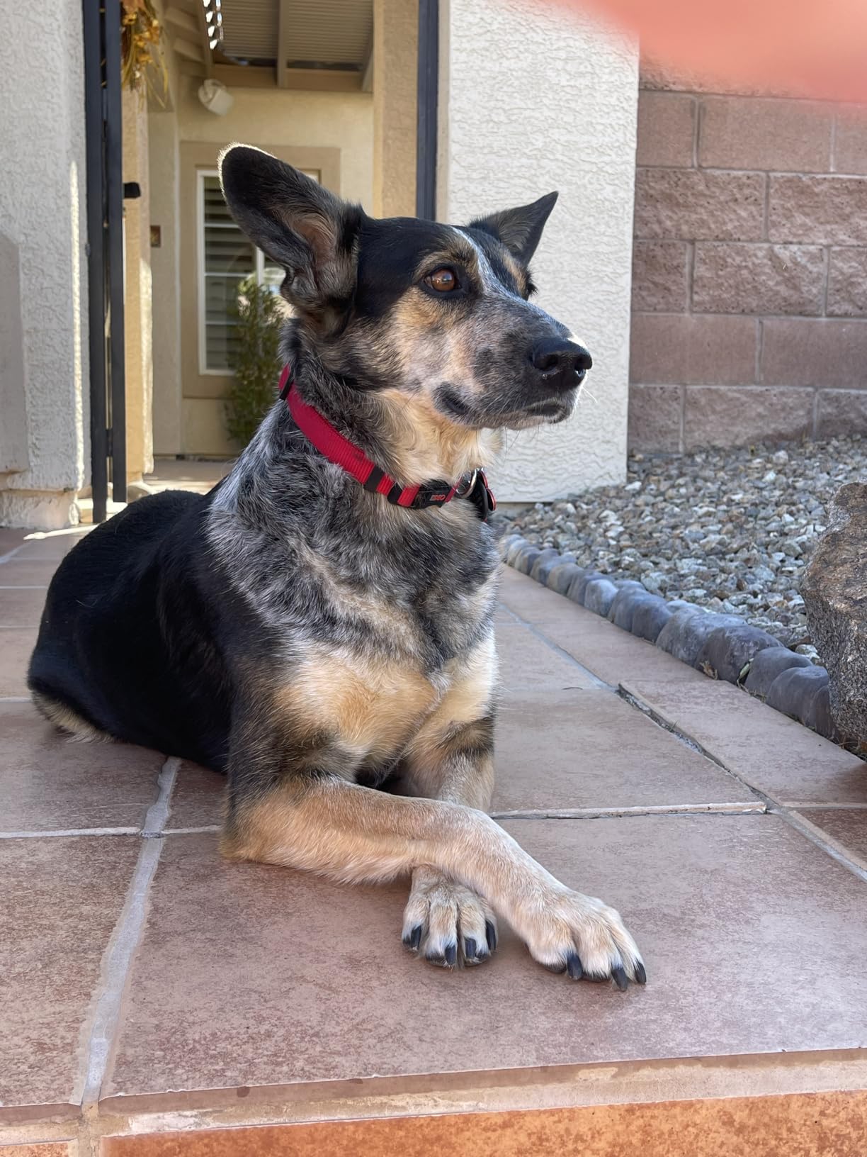 Natural Balance Limited Ingredient, Dog Food, Salmon & Sweet Potato, 24 lb customer photo 1