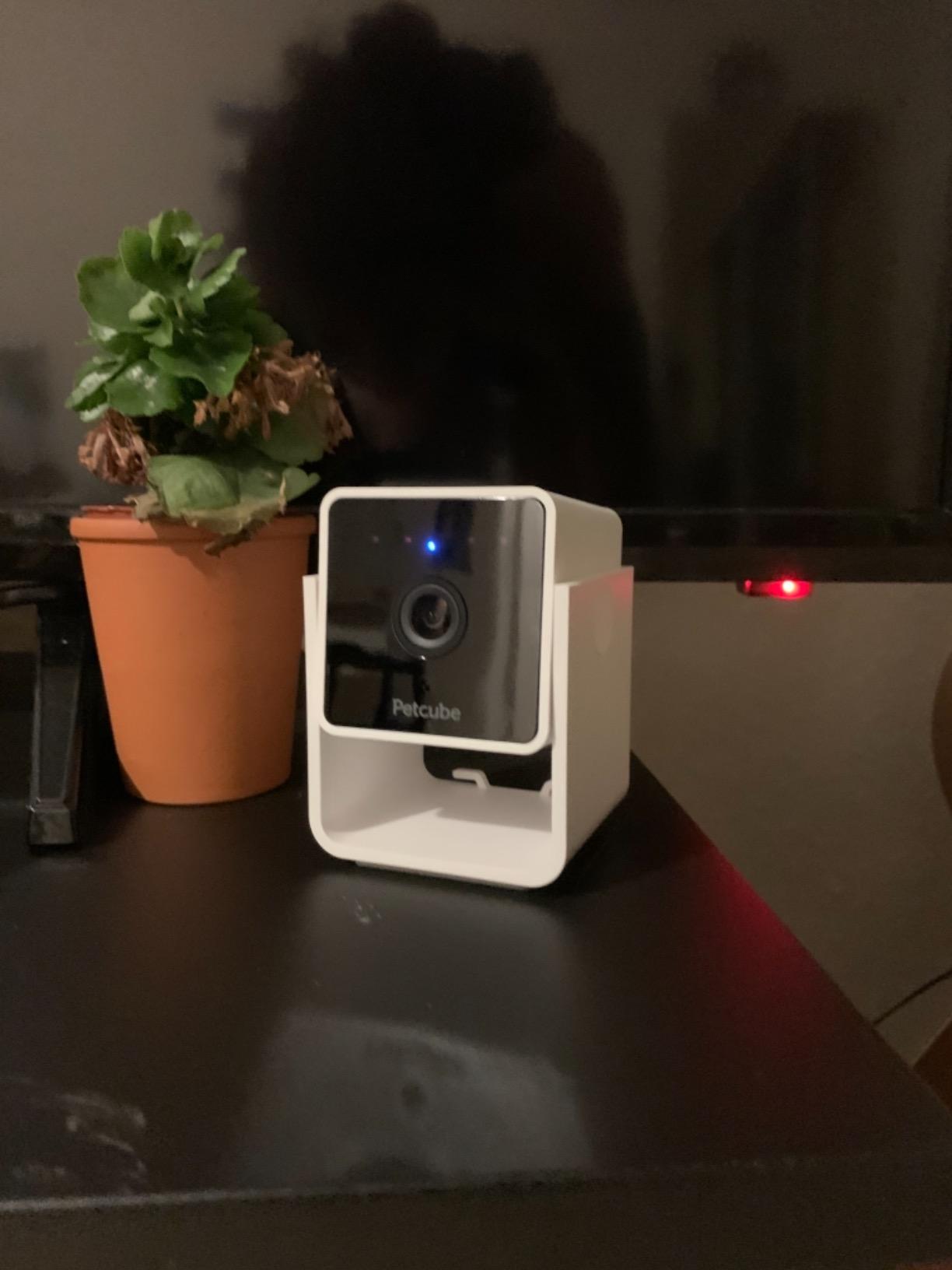 Petcube Cam – Indoor Wi-Fi Pet & Security Camera with App customer photo 2