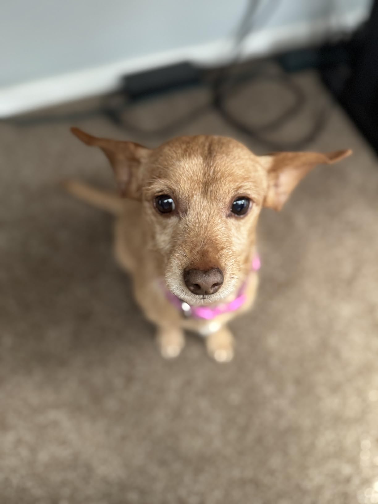 SquarePet Veterinarian Formulated Solutions Low Fat Content Lean Whitefish, Highly Digestible, Dry Dog Food 4.4lbs customer photo 2