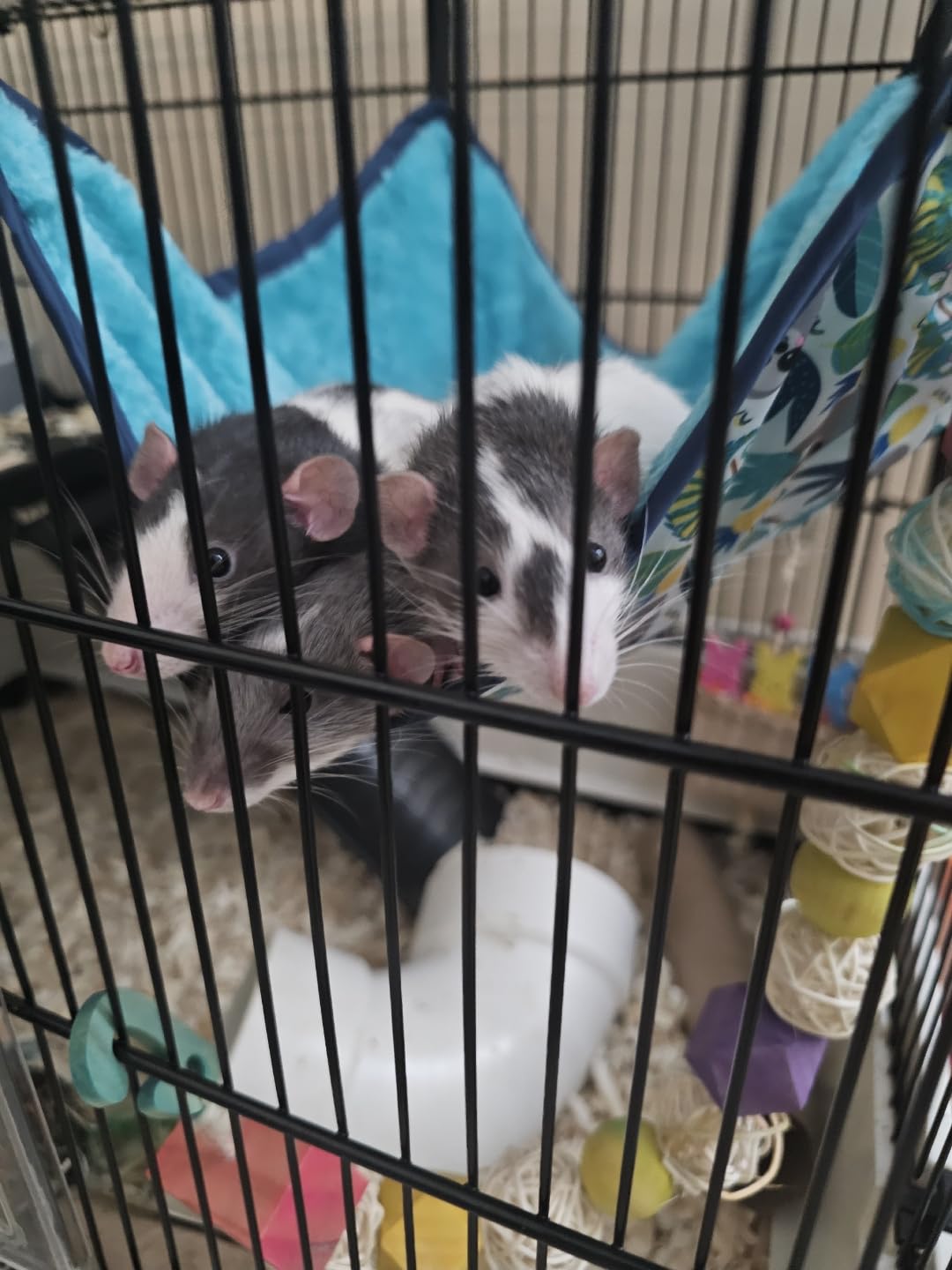 PawHut 59.5
