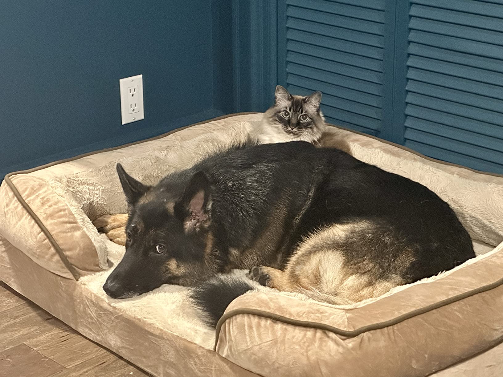 Furhaven Cooling Gel Dog Bed for Medium/Small Dogs w/ Removable Bolsters & Washable Cover, For Dogs Up to 35 lbs - Plush & Velvet Waves Perfect Comfort Sofa - Granite Gray, Medium customer photo 2