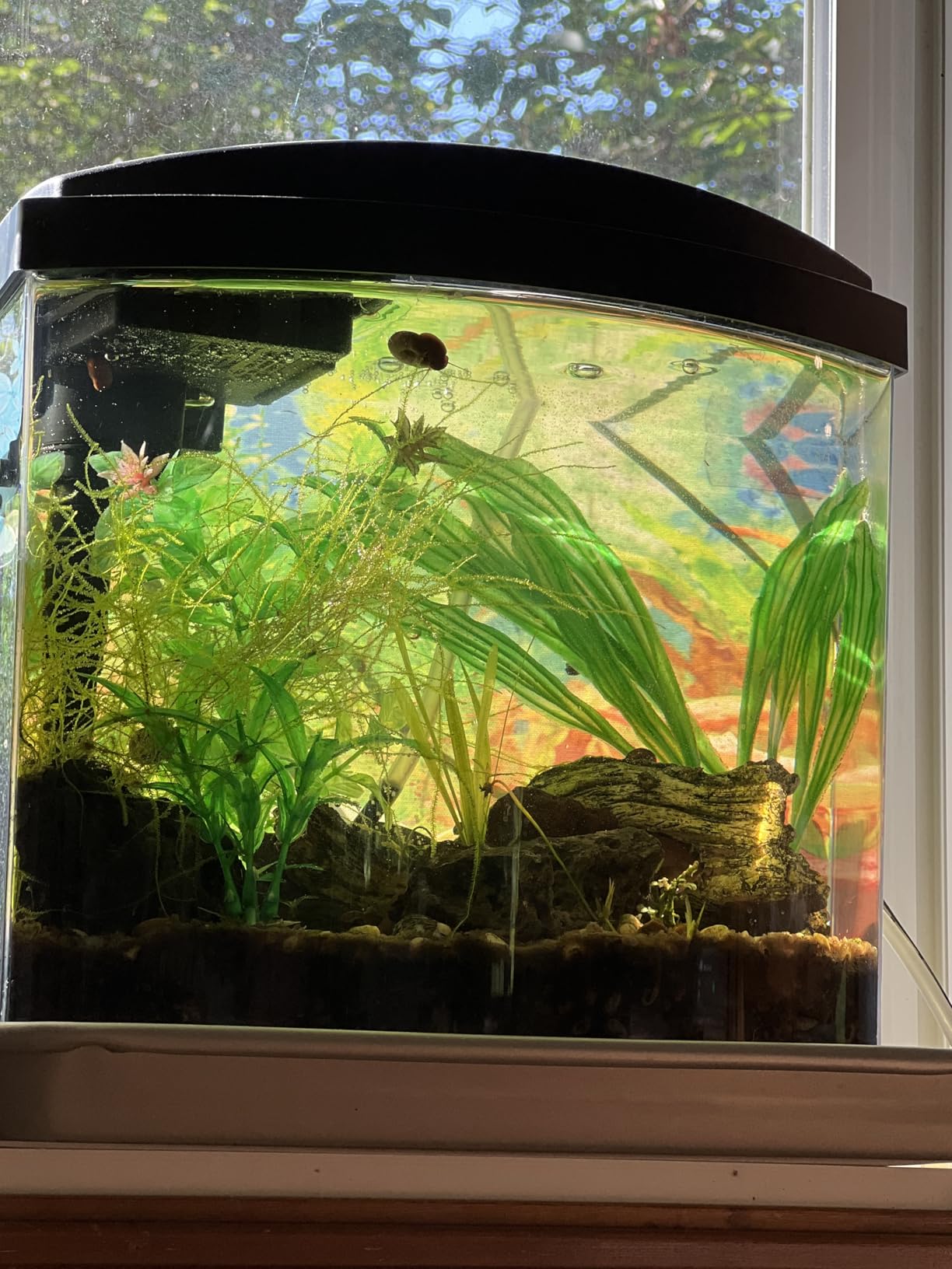 Aqueon LED MiniBow Small Aquarium Fish Tank Kit, Black, 2.5 Gallon customer photo 2
