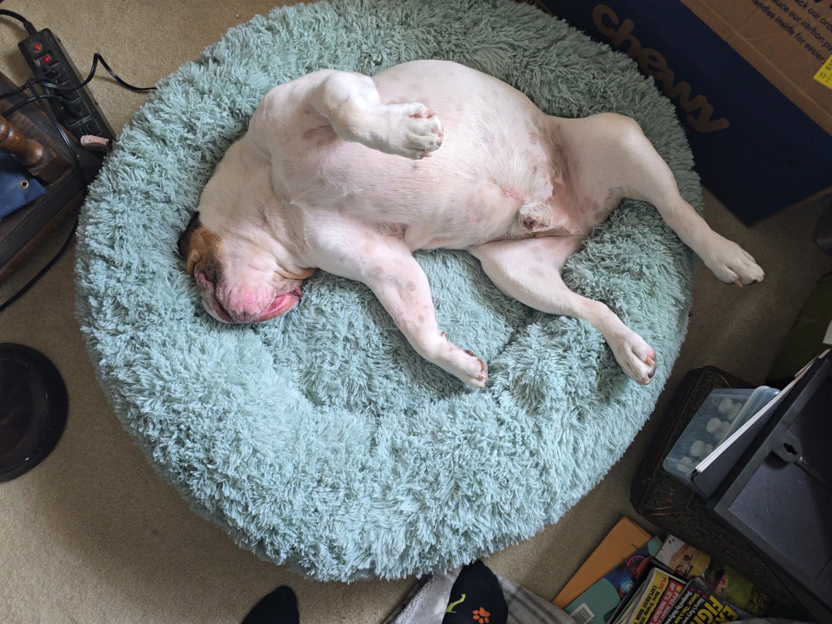 Bedsure Calming Dog Beds Large Sized Dog Donut Washable Pet Bed,36ins Camel customer photo 2