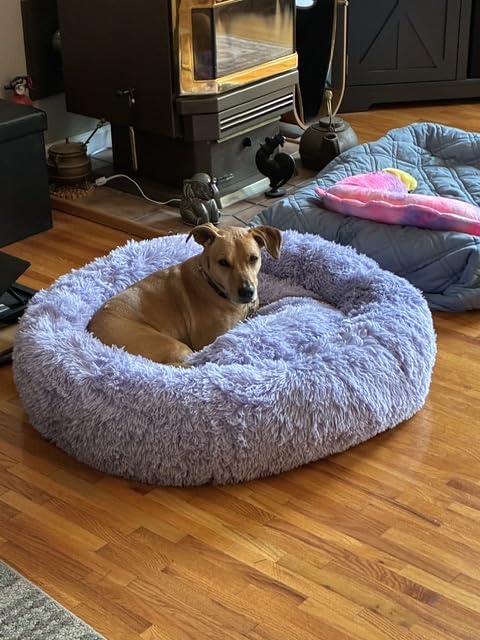 Best Friends by Sheri Original Calming Donut Dog Bed, Oyster, Large, 36