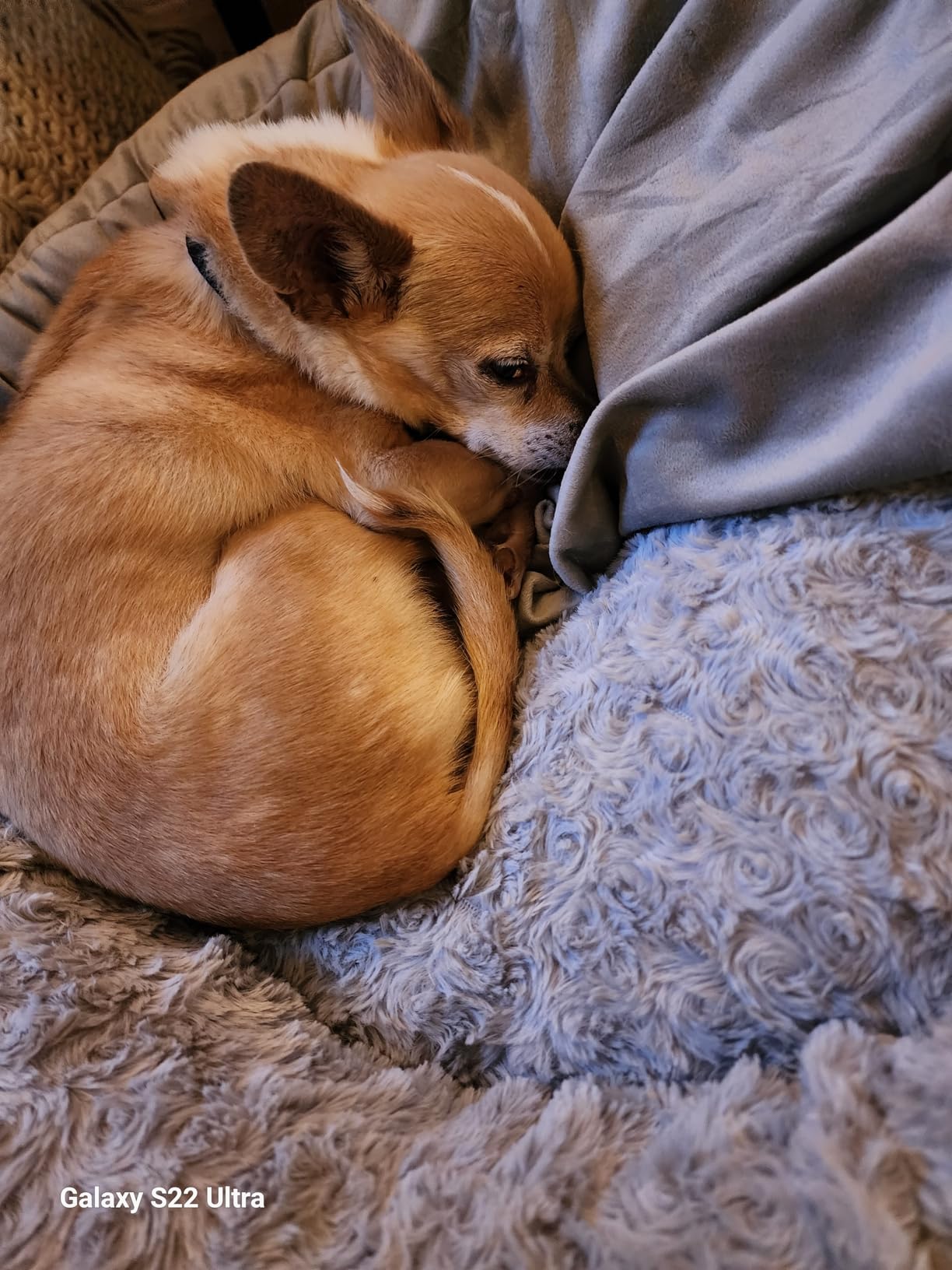 JOEJOY Small Dog Bed Cat Bed with Hooded Blanket, Cozy Cuddler Luxury Puppy Pet Bed, Donut Round Calming Anti-Anxiety Dog Burrow Cave Bed - Anti-Slip Bottom and Machine Washable 23 inch customer photo 1