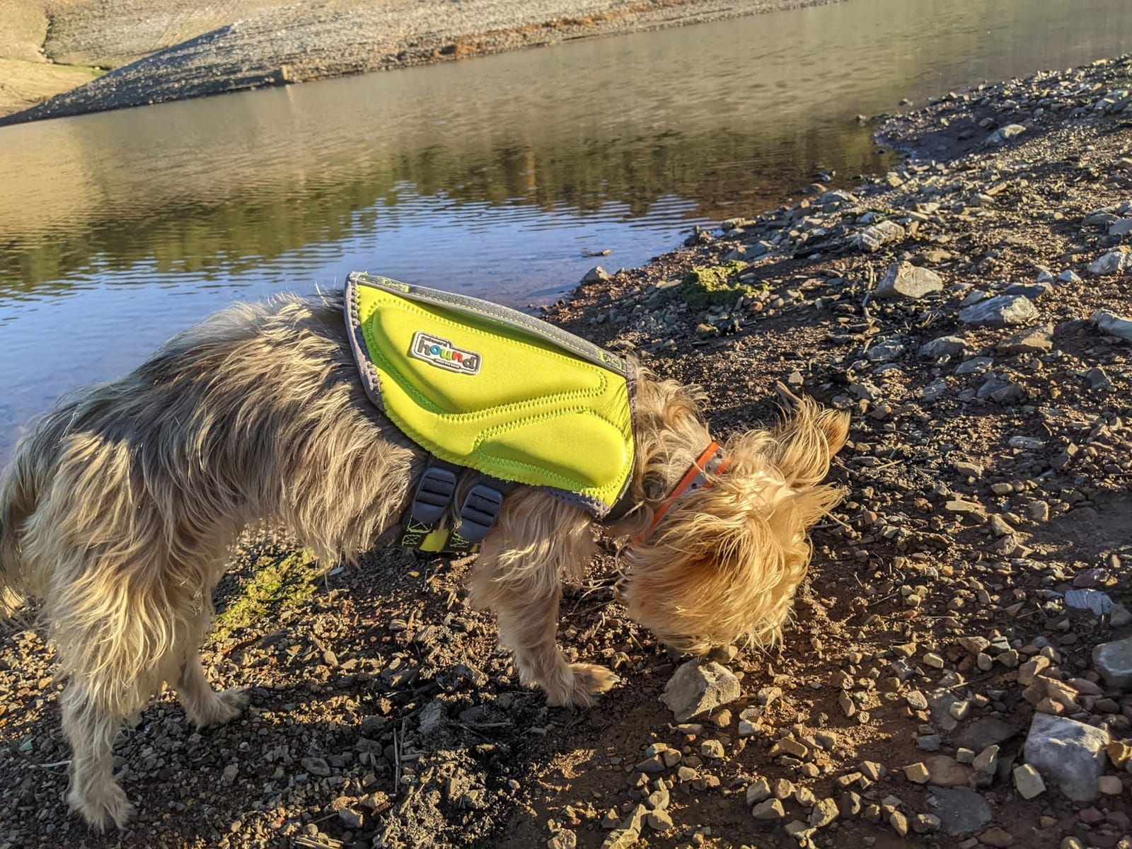Outward Hound Dawson Swim Dog Life Jacket, High-Performance Neoprene Dog Life Vest for Swimming, Boating, and Water Safety, XL, Green customer photo 2