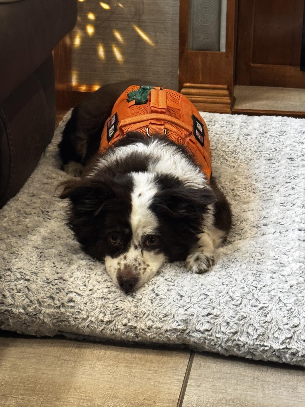 KSIIA Washable Dog Bed Medium Size Dog Crate Bed Plush Pet Mat 35