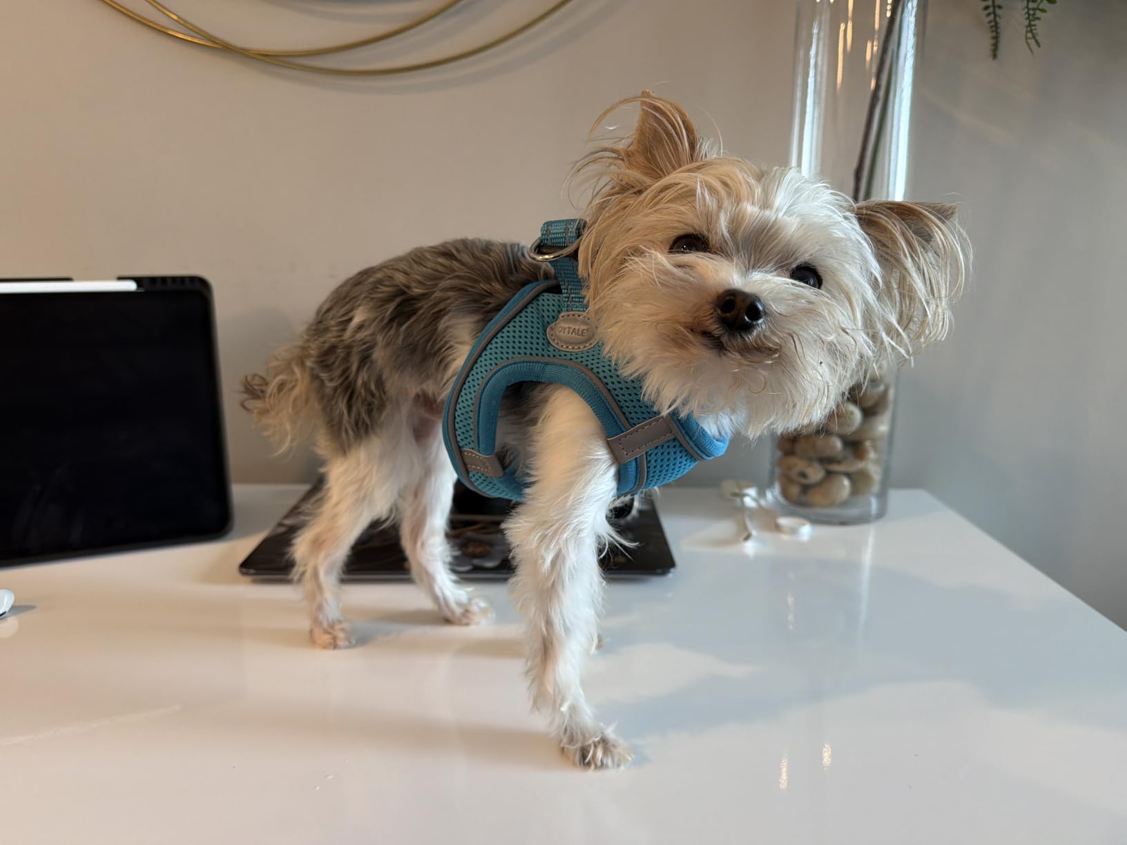 Joytale Step-in Dog Harness, Soft Breathable Mesh, Teal S customer photo 1