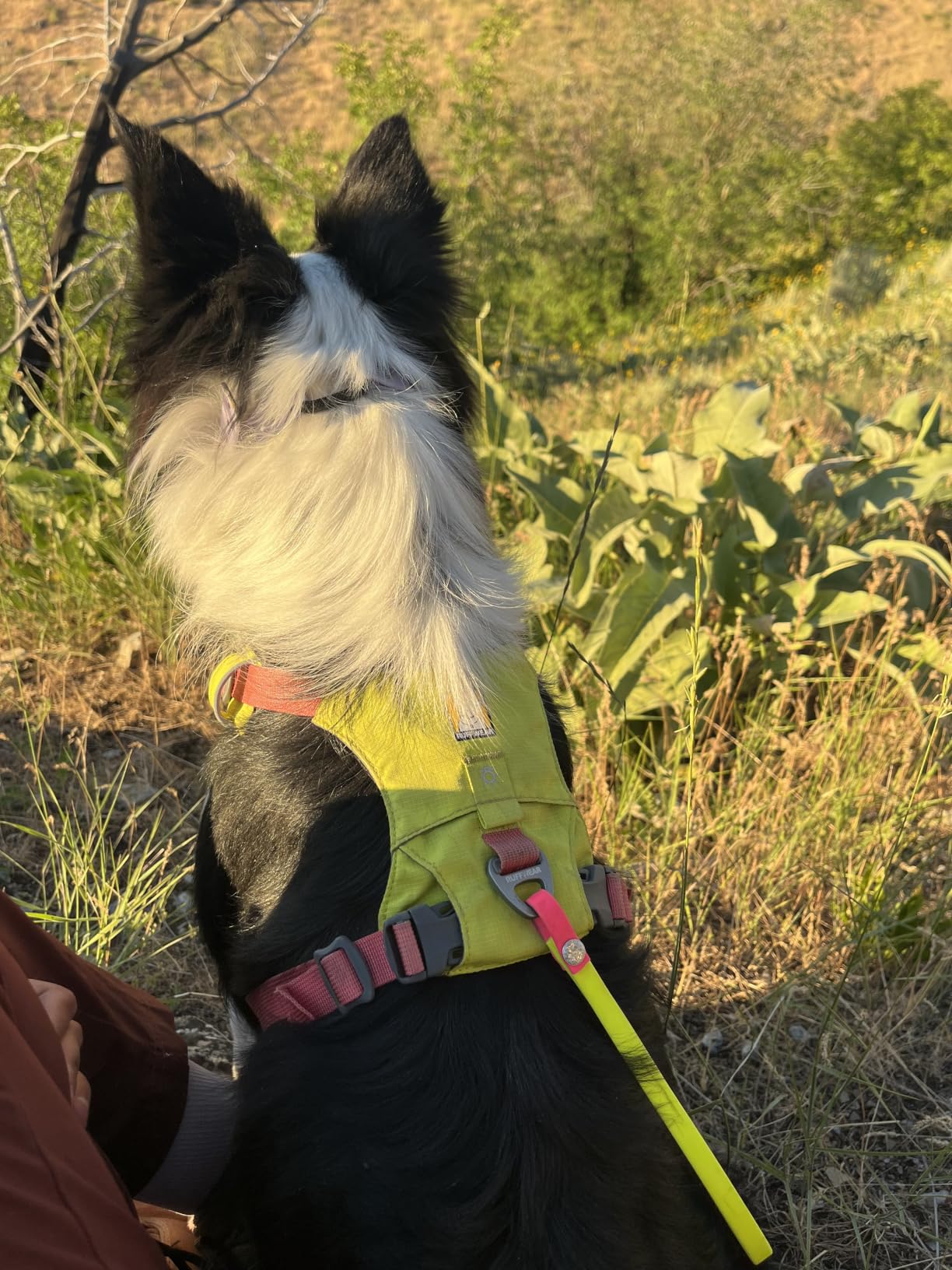 Ruffwear, Hi & Light Dog Chest Harness, Lichen Green, XX-Small customer photo 1