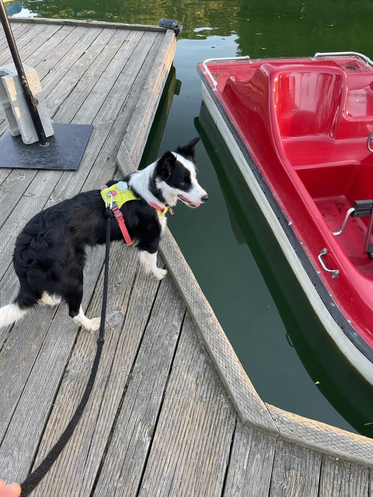 Ruffwear, Hi & Light Dog Chest Harness, Lichen Green, XX-Small customer photo 2