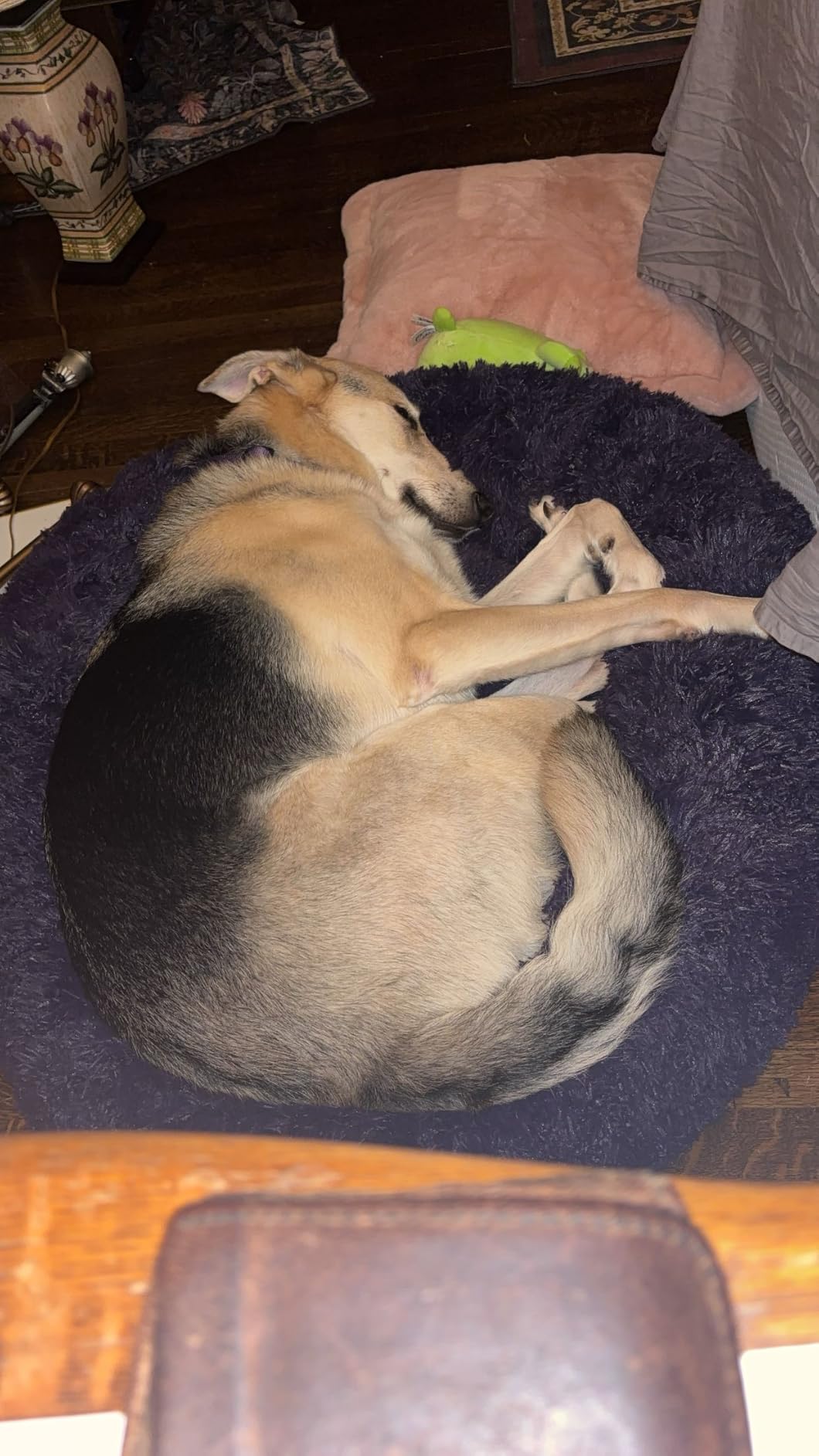 Bedsure Calming XL Dog Bed Donut Washable Extra Large Pet Bed,45ins Camel customer photo 2