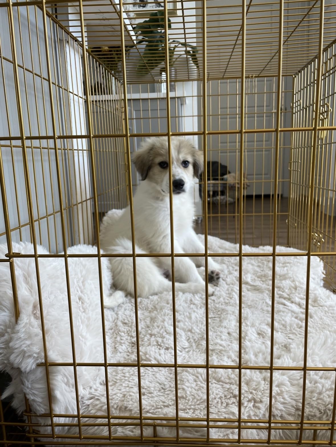 Homey Pet 24 Inch Small Dog Crate for Puppy, Copper Gold Wire Cage Kennel customer photo 2