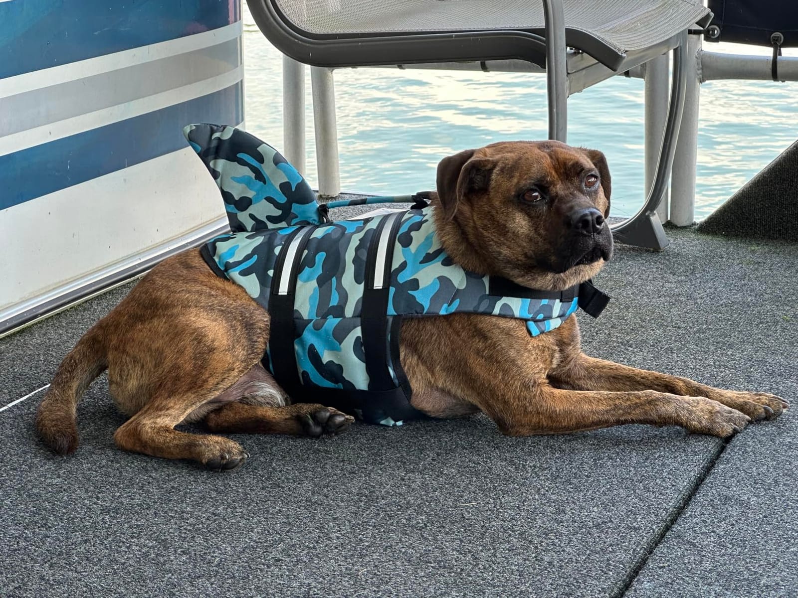 EMUST Dog Life Jacket, Ripstop Dog Lifesaver Vests with Rescue Handle for Small Medium and Large Dogs, Pet Safety Swimsuit Preserver for Swimming Pool Beach Boating (XS,Pool Blue) customer photo 2