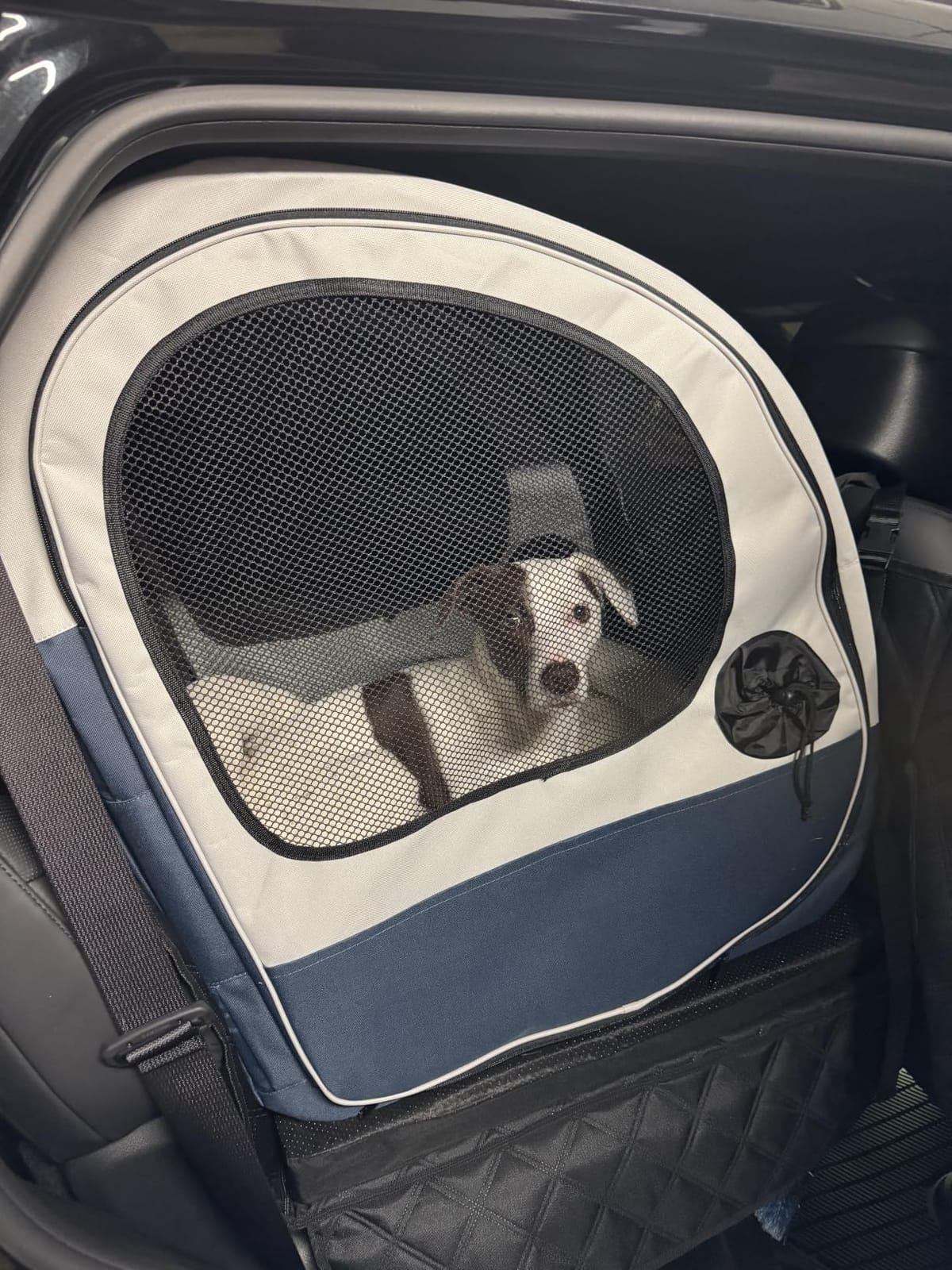 PetSafe Happy Ride Collapsible Travel Dog Crate customer photo 1