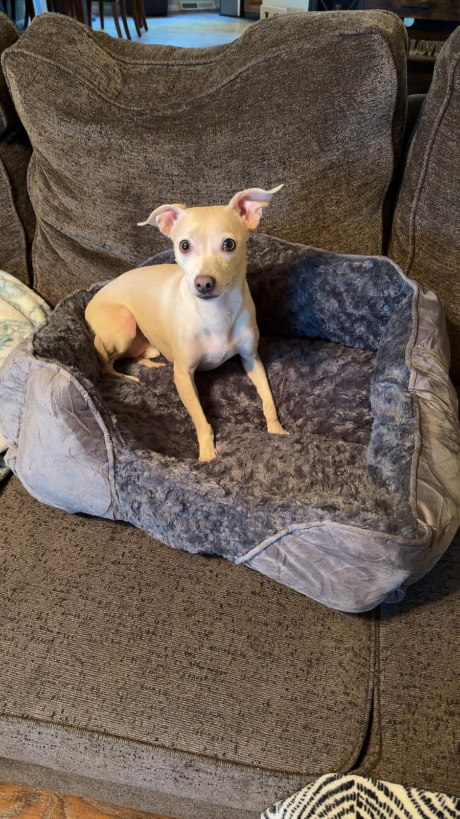 INVENHO Large Dog Bed for Large Medium Small Dogs, Rectangle Washable Orthopedic Dog Bed, Soft Calming Sleeping Puppy Bed Durable Pet Cuddler with Anti-Slip Bottom L(30