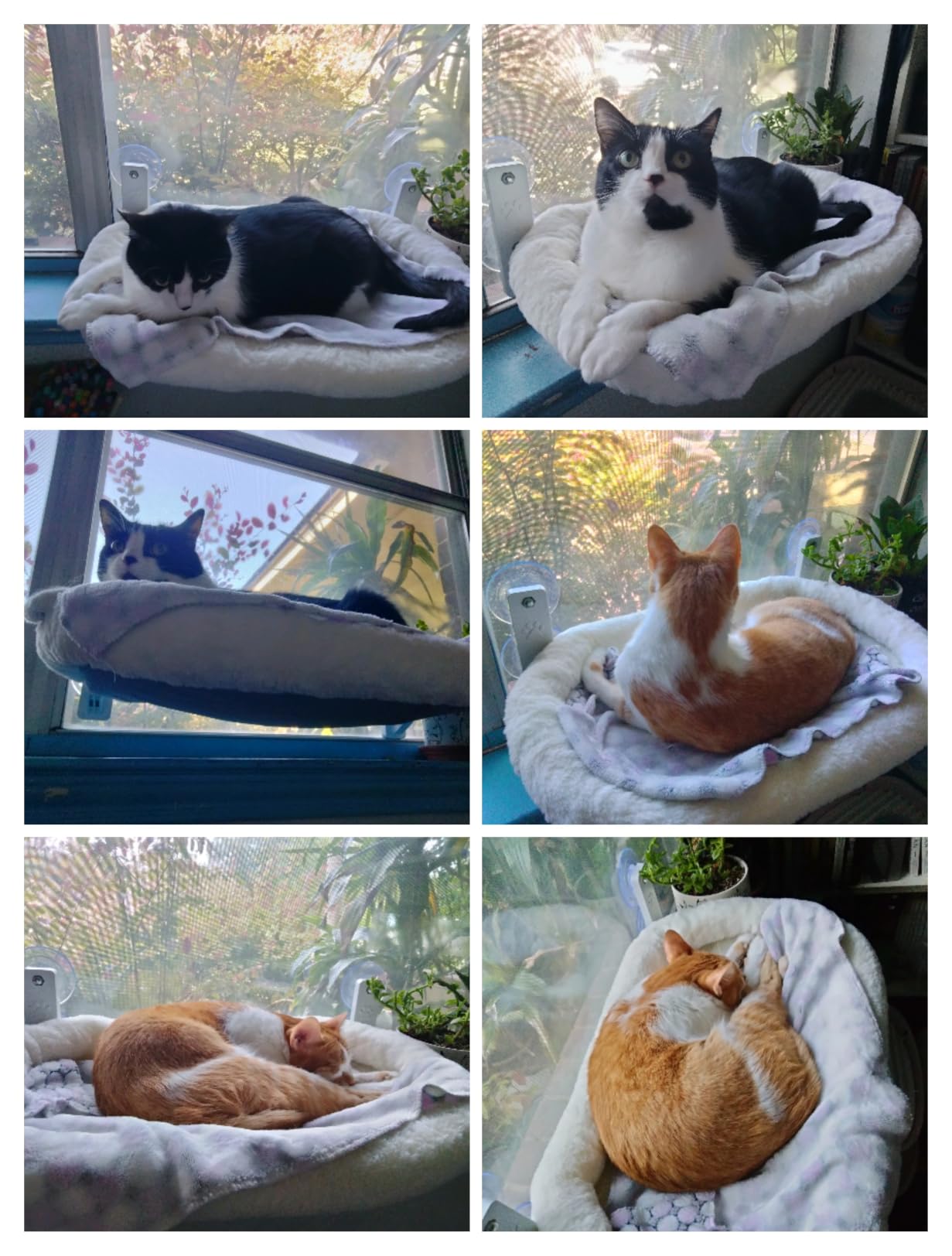 AMOSIJOY Cordless Cat Window Perch with Cushion Bed Metal Frame, L White customer photo 1