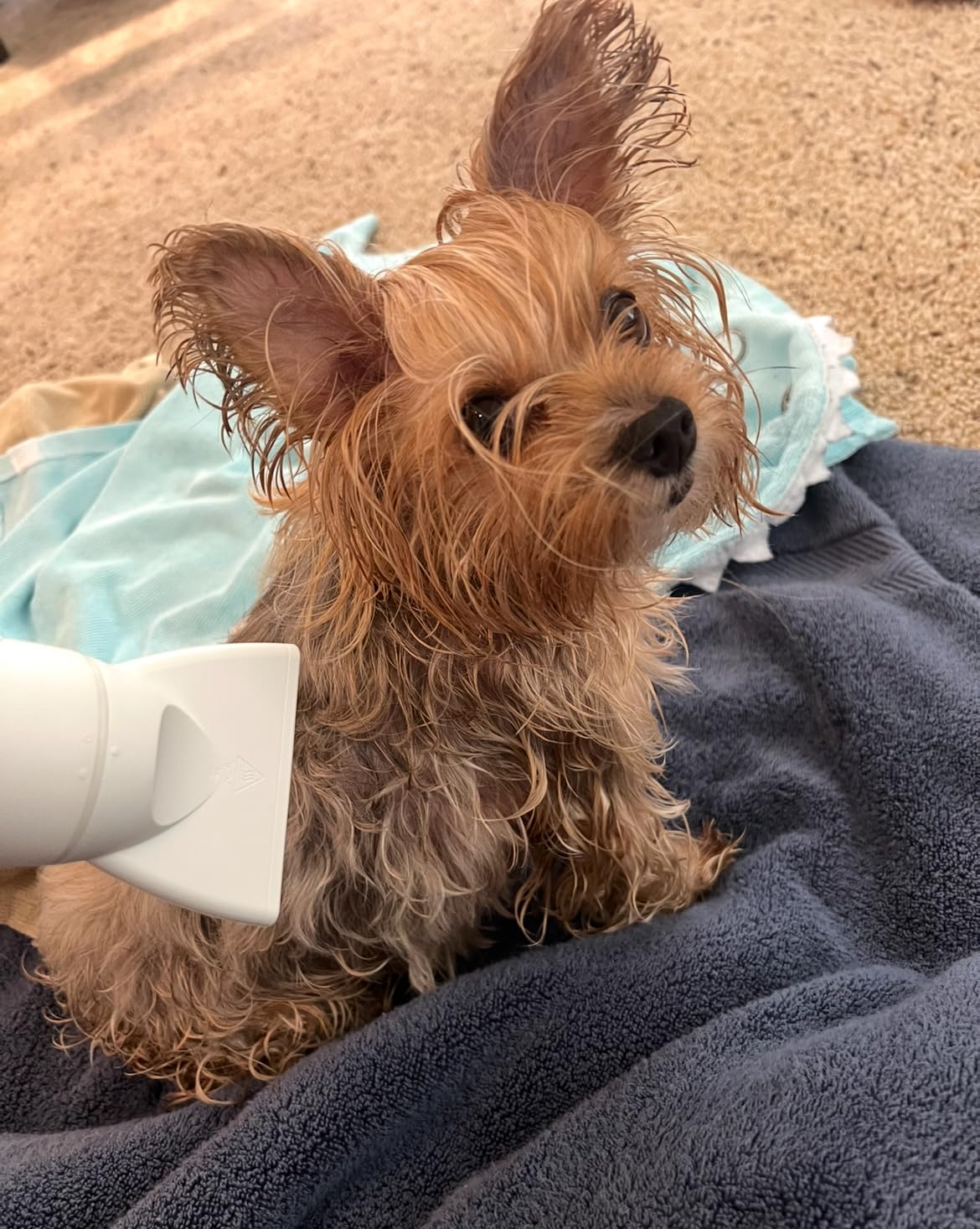 Jellyfish Handheld Dog Dryer - 1.21lb Lightweight, 2 Speeds, 4 Temp, Portable High Velocity Blow Dryer for Travel & Home customer photo 2