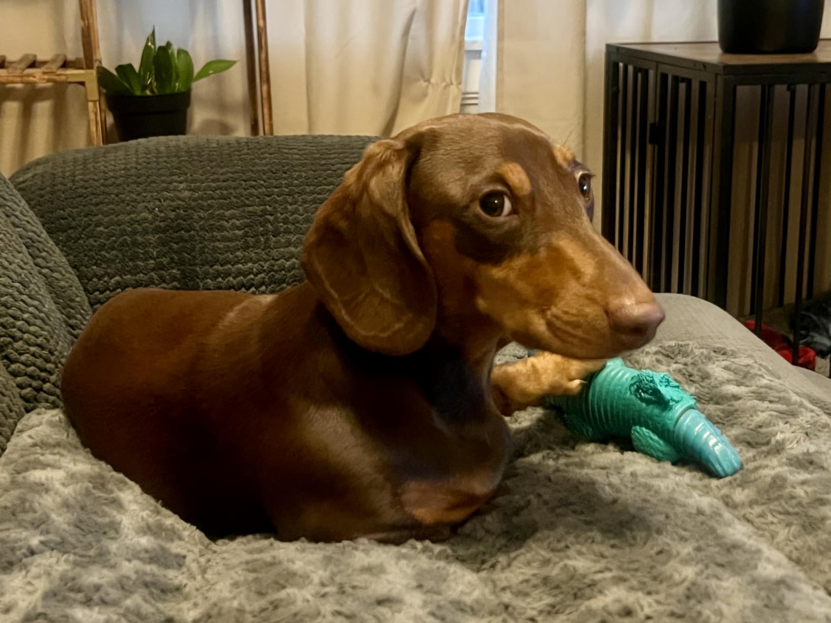 Jeefome Dog Toys for Aggressive Chewers customer photo 2