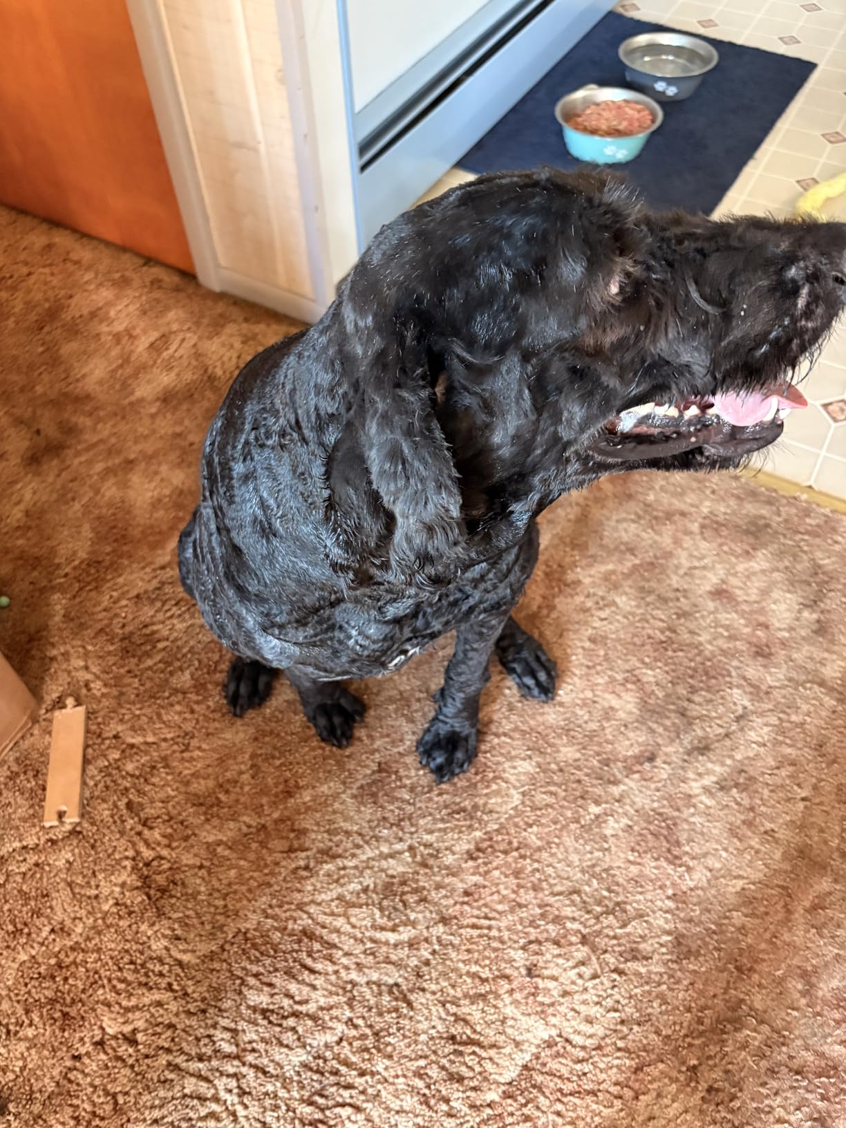 Andis Professional UltraEdge Super 2-Speed Detachable Blade Dog/Pet Clipper customer photo 2