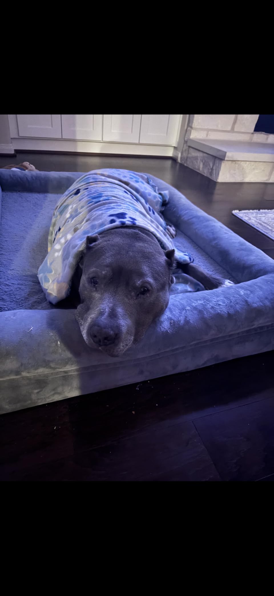 NUPIDA Large Plush Dog Bed for Crate with Washable Cover, 35x22, Grey customer photo 1
