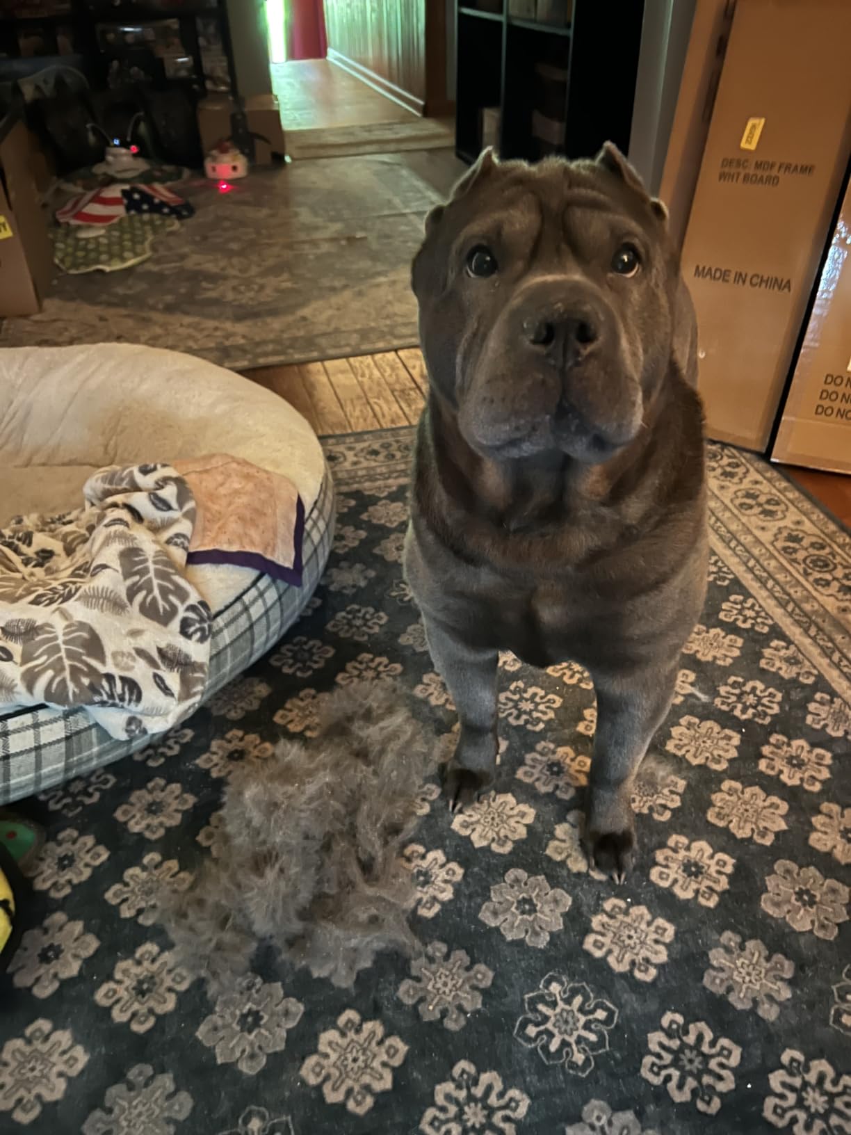aumuca Undercoat Rake for Dogs, Deshedding & Dematting Comb for Cats, Horse customer photo 2