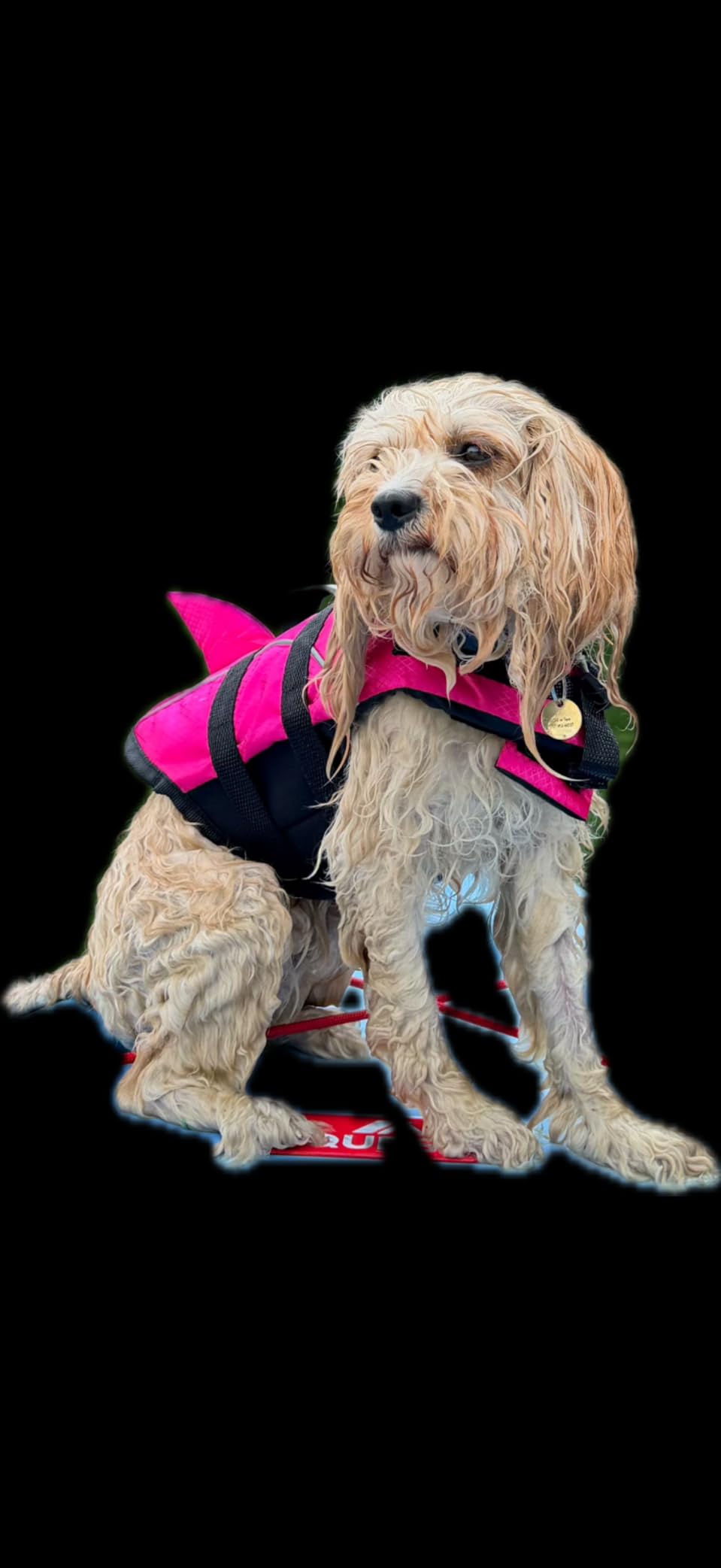 Queenmore Small Dog Shark Life Jacket Dog Life Vest for Swimming Boating customer photo 2