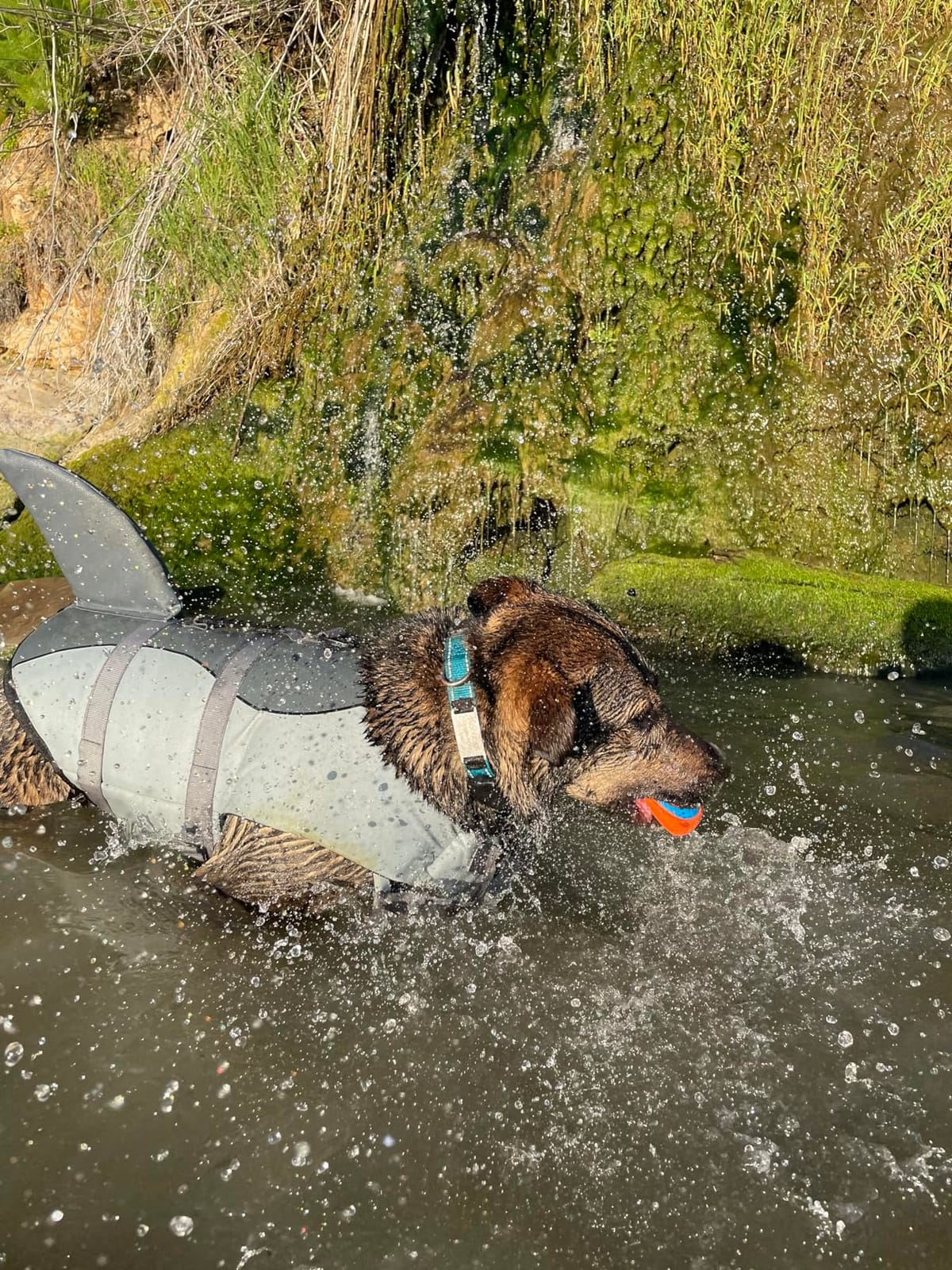 Queenmore Dog Life Jacket, Cute Shark Dog Life Vest for Swimming & Boating customer photo 2
