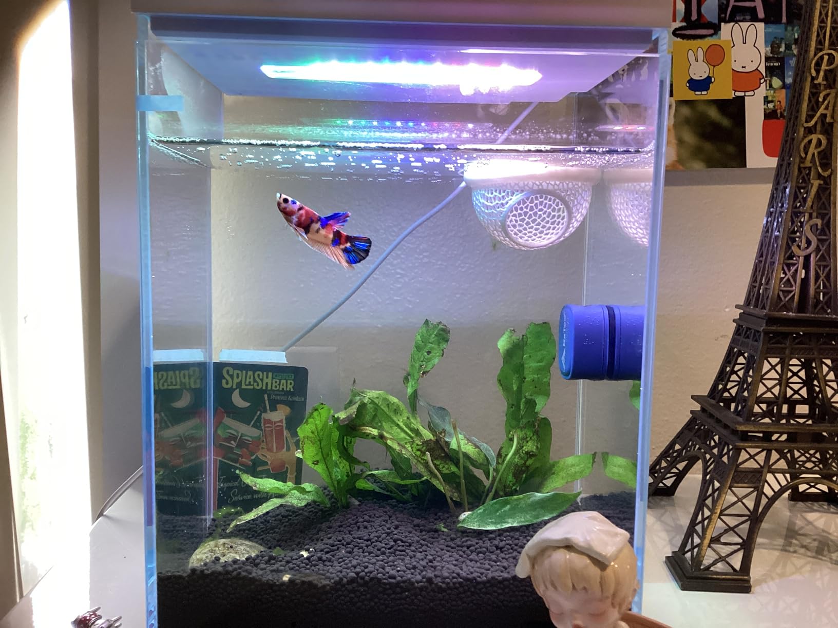 Betta Fish Tank, 2 Gallon Glass Aquarium Starter Kit, Small Fish Tank with Filter and Light. customer photo 1