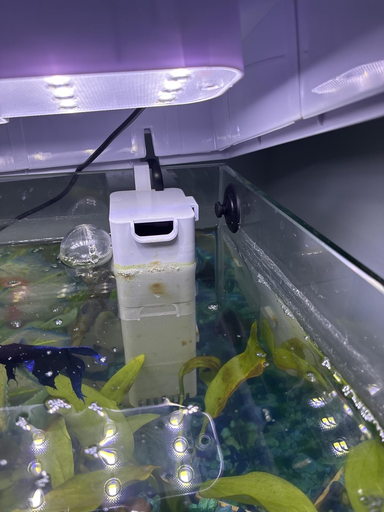 Betta Fish Tank, 2 Gallon Glass Aquarium Starter Kit, Small Fish Tank with Filter and Light. customer photo 2