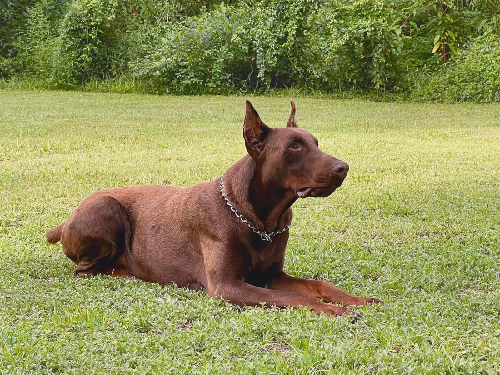 Hill's Science Diet Perfect Weight & Joint Support Large Breed Dry Dog Food customer photo 2