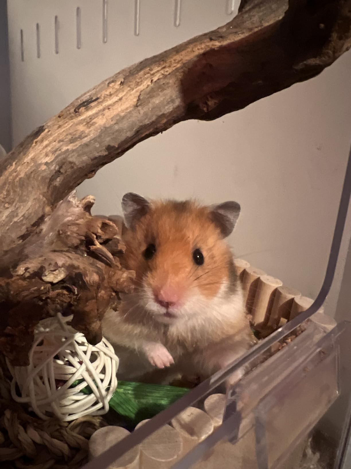 BUCATSTATE Hamster Cage 2.0, Large Hamster Enclosure (39in, White) customer photo 1