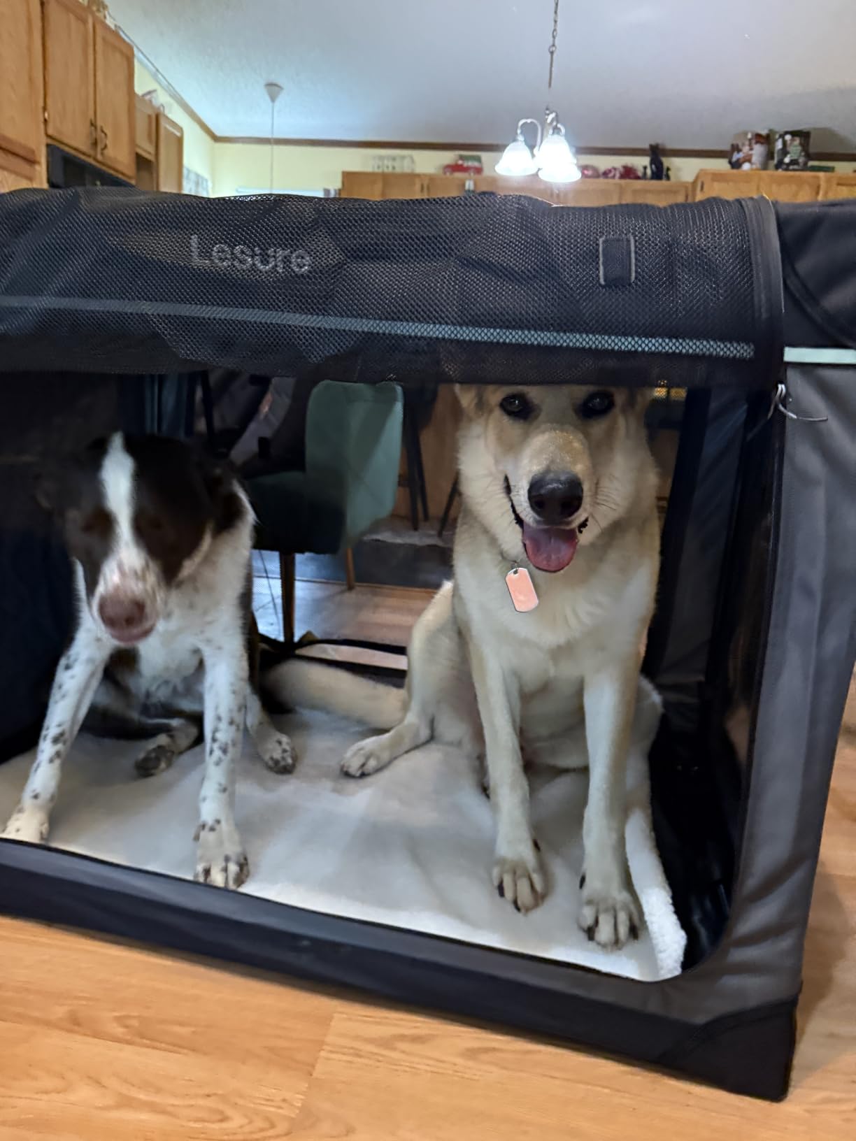 Lesure Today Show Soft Collapsible Dog Crates for Large Dogs, 36in Black customer photo 1