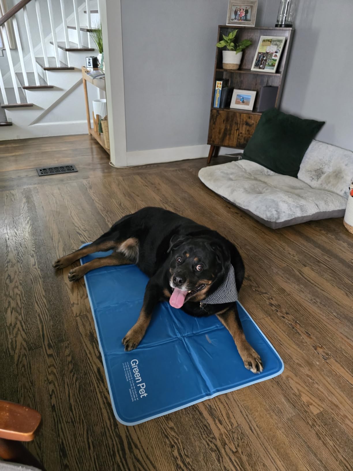 The Green Pet Shop Cool Pet Pad - Extra Large, Sage Grey - Self-Cooling, Pressure Activated Mat for Dogs & Cats from 80+ lbs - Non-Toxic Gel, No Water Needed customer photo 1