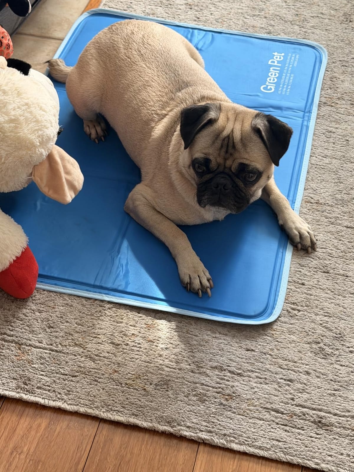 The Green Pet Shop Cool Pet Pad - Extra Large, Sage Grey - Self-Cooling, Pressure Activated Mat for Dogs & Cats from 80+ lbs - Non-Toxic Gel, No Water Needed customer photo 2